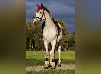 Holsteiner, Wallach, 15 Jahre, 160 cm, Apfelschimmel