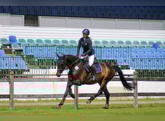 Holsteiner, Wallach, 15 Jahre, 165 cm, Brauner