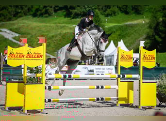 Holsteiner, Wallach, 15 Jahre, 165 cm, Schimmel