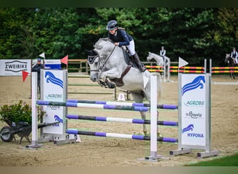 Holsteiner, Wallach, 15 Jahre, 165 cm, Schimmel