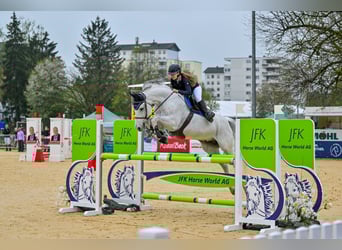 Holsteiner, Wallach, 15 Jahre, 165 cm, Schimmel