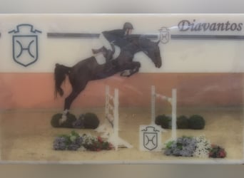 Holsteiner, Wallach, 15 Jahre, 165 cm, Schwarzbrauner