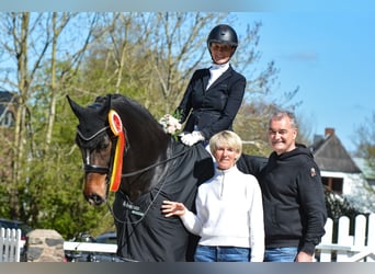 Holsteiner, Wallach, 15 Jahre, 167 cm, Dunkelbrauner