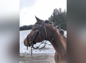 Holsteiner, Wallach, 15 Jahre, 168 cm, Brauner