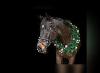 Holsteiner, Wallach, 15 Jahre, 168 cm, Dunkelbrauner