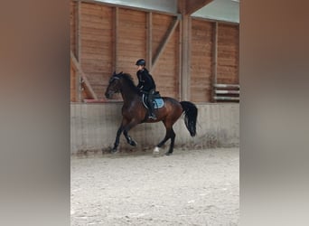 Holsteiner, Wallach, 15 Jahre, 169 cm, Dunkelbrauner