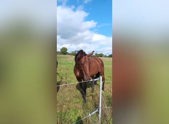 Holsteiner Mix, Wallach, 15 Jahre, 170 cm, Brauner