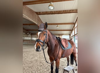 Holsteiner, Wallach, 15 Jahre, 170 cm, Brauner