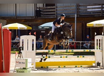 Holsteiner, Wallach, 15 Jahre, 170 cm, Dunkelbrauner