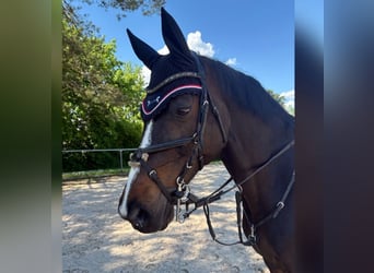 Holsteiner, Wallach, 15 Jahre, 170 cm, Dunkelbrauner