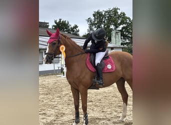 Holsteiner, Wallach, 15 Jahre, 170 cm, Fuchs