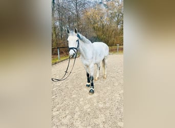 Holsteiner, Wallach, 15 Jahre, 170 cm, Schimmel