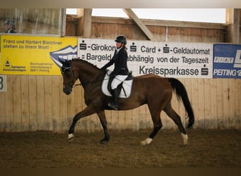 Holsteiner, Wallach, 15 Jahre, 171 cm, Brauner