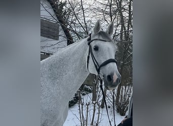 Holsteiner, Wallach, 15 Jahre, 172 cm, Schimmel