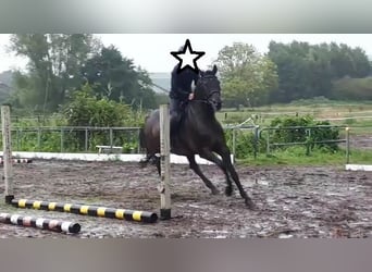 Holsteiner, Wallach, 15 Jahre, 174 cm, Dunkelbrauner