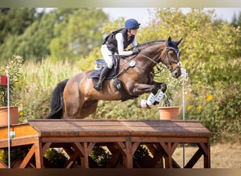 Holsteiner, Wallach, 15 Jahre, 174 cm Holsteiner, Wallach, 15 Jahre, 174 cm