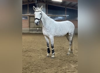 Holsteiner, Wallach, 15 Jahre, 175 cm, Apfelschimmel