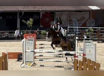 Holsteiner, Wallach, 15 Jahre, 175 cm, Brauner