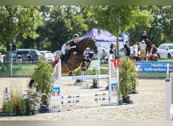 Holsteiner, Wallach, 15 Jahre, 177 cm, Schwarzbrauner