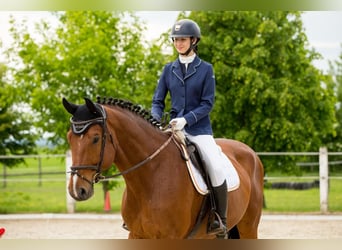 Holsteiner, Wallach, 15 Jahre, 181 cm, Brauner
