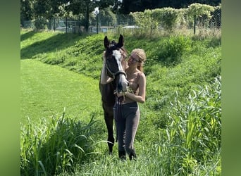 Holsteiner, Wallach, 15 Jahre, Dunkelbrauner