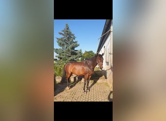 Holsteiner, Wallach, 16 Jahre, 160 cm, Dunkelbrauner