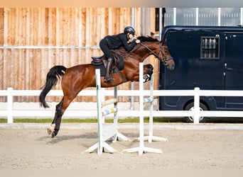 Holsteiner, Wallach, 16 Jahre, 166 cm, Brauner