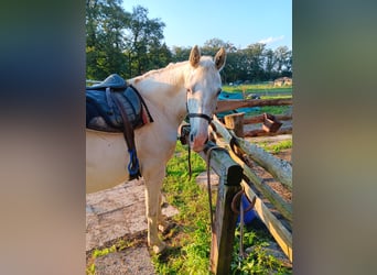 Holsteiner, Wallach, 16 Jahre, 167 cm, Fliegenschimmel