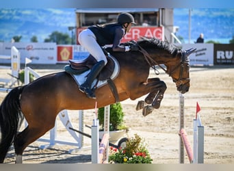 Holsteiner, Wallach, 16 Jahre, 168 cm, Brauner