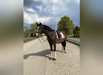 Holsteiner, Wallach, 16 Jahre, 170 cm, Brauner