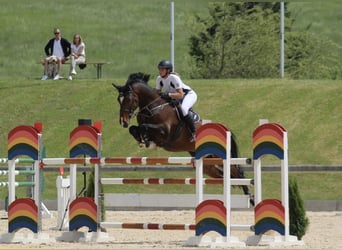 Holsteiner, Wallach, 16 Jahre, 170 cm, Brauner