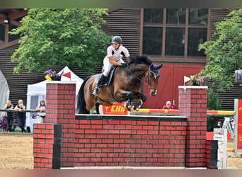 Holsteiner, Wallach, 16 Jahre, 170 cm, Brauner