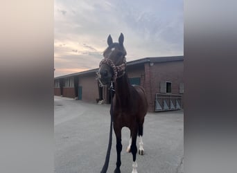 Holsteiner, Wallach, 16 Jahre, 172 cm, Brauner