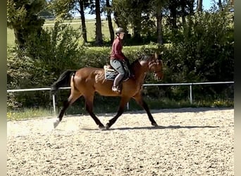 Holsteiner, Wallach, 16 Jahre, 172 cm, Brauner