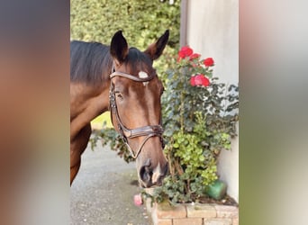 Holsteiner, Wallach, 16 Jahre, 173 cm
