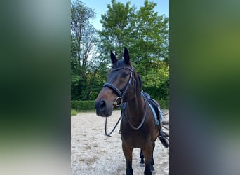 Holsteiner, Wallach, 16 Jahre, 174 cm, Dunkelbrauner