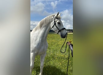 Holsteiner, Wallach, 16 Jahre, 175 cm, Schimmel