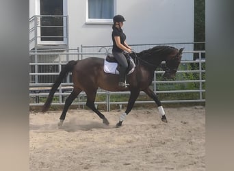 Holsteiner, Wallach, 16 Jahre, 176 cm, Brauner