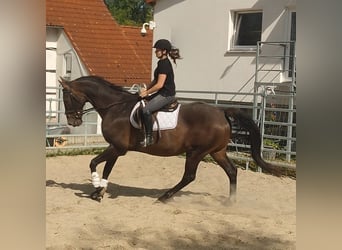 Holsteiner, Wallach, 16 Jahre, 176 cm, Brauner