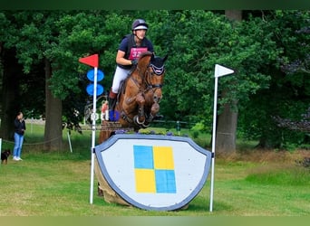 Holsteiner, Wallach, 16 Jahre, 178 cm, Fuchs