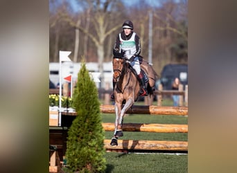 Holsteiner, Wallach, 16 Jahre, 178 cm, Fuchs