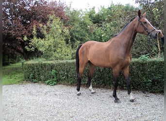 Holsteiner, Wallach, 16 Jahre, 182 cm, Brauner