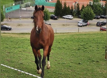 Holsteiner, Wallach, 17 Jahre, 166 cm, Brauner