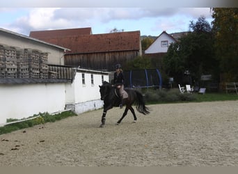 Holsteiner, Wallach, 17 Jahre, 166 cm, Rappe