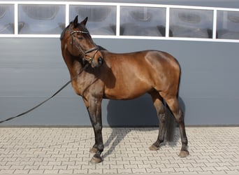Holsteiner, Wallach, 17 Jahre, 168 cm, Schwarzbrauner