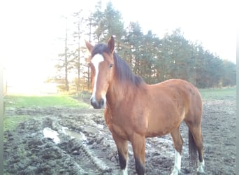 Holsteiner, Wallach, 17 Jahre, 170 cm, Brauner