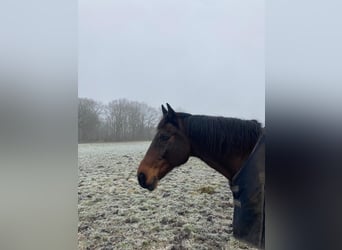 Holsteiner, Wallach, 17 Jahre, 170 cm, Brauner