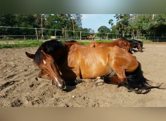 Holsteiner, Wallach, 17 Jahre, 170 cm, Brauner