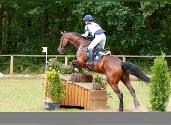 Holsteiner, Wallach, 17 Jahre, 170 cm, Brauner