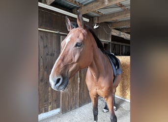 Holsteiner, Wallach, 17 Jahre, 170 cm, Rotbrauner